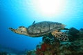 Hawksbill Turtle (Eretmochelys imbriocota) in Cozu Royalty Free Stock Photo