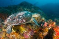 Hawksbill Turtle feeding on a reef Royalty Free Stock Photo