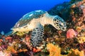 Hawksbill Turtle feeding on a reef Royalty Free Stock Photo