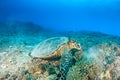 Hawksbill Turtle feeding Royalty Free Stock Photo
