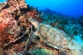 Hawksbill Turtle feeding Royalty Free Stock Photo