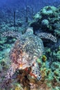 Hawksbill Turtle Glides over the Reff