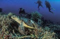 A hawksbill turtle gliding peacefully past a group of divers Royalty Free Stock Photo