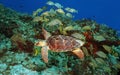 Hawksbill Turtle and Grunts Royalty Free Stock Photo