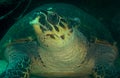hawksbill turtle in its environment Royalty Free Stock Photo