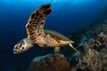 Hawksbill turtle,Komodo