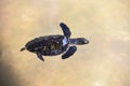 Hawksbill turtle little baby 2-3 months old - Sea turtle swimming on water pond on the farm Royalty Free Stock Photo