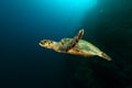 Hawksbill turtle in the Red Sea. Royalty Free Stock Photo