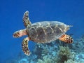 Hawksbill turtle