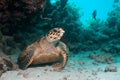 Hawksbill Turtle in the Red Sea Royalty Free Stock Photo