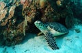 Hawksbill turtle on sea bottom