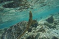 Hawcksbill sea turtle Eretmochelys imbricata