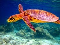 Hawksbill Turtle swiming like flying Royalty Free Stock Photo