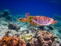 Hawksbill Turtle swiming like flying Royalty Free Stock Photo