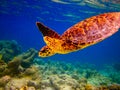 Hawksbill Turtle swiming like flying Royalty Free Stock Photo