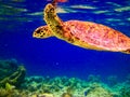 Hawksbill Turtle swiming like flying Royalty Free Stock Photo