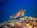 Hawksbill Turtle swiming like flying Royalty Free Stock Photo