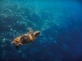 hawksbill turtle swims in blue sea in egypt Royalty Free Stock Photo