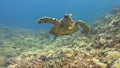 Hawksbill turtle swims over a Coral reef 4K Royalty Free Stock Photo