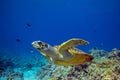 Hawksbill turtle on a Coral reef Royalty Free Stock Photo