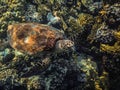Hawksbill turtle swims over corals while diving in egypt Royalty Free Stock Photo