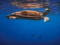 Hawksbill turtle swims under the surface to breathe in the red sea Royalty Free Stock Photo