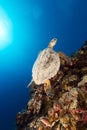 Hawksbill turtle and tropical reef in the Red Sea. Royalty Free Stock Photo