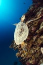 Hawksbill turtle and tropical reef in the Red Sea. Royalty Free Stock Photo