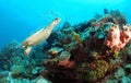 Hawksbill turtle underwater