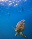 Hawksbill Turtle underwater with admiring tourists Royalty Free Stock Photo