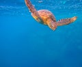 Hawksbill Turtle underwater Royalty Free Stock Photo