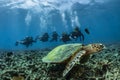 Hawksbill turtle underwater on reef with scuba divers