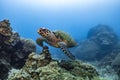Hawksbill turtle underwater swimming on coral reef scuba diving Royalty Free Stock Photo