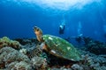 Hawksbill turtle underwater swimming on coral reef scuba diving Royalty Free Stock Photo