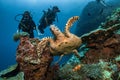 Hawksbill turtle underwater swimming on coral reef scuba diving Royalty Free Stock Photo