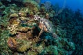 Hawksbill turtle underwater swimming on coral reef scuba diving Royalty Free Stock Photo