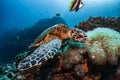 Hawksbill turtle underwater eating bubble coral scuba diving Royalty Free Stock Photo