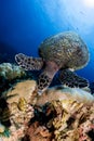 Hawksbill turtle underwater eating bubble coral scuba diving Royalty Free Stock Photo