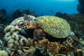 Hawksbill turtle underwater swimming scuba diving Royalty Free Stock Photo