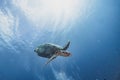 Hawksbill turtle underwater swimming scuba diving Royalty Free Stock Photo