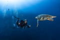 Hawksbill turtle underwater swimming with scuba diving