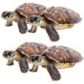 Hawksbill Turtle with Unique Shell Texture