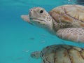2 Hawksbill turtles underwater close up Barbados Nature reserve