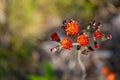 Hawkweed Flower Weed Plant in Summer Royalty Free Stock Photo