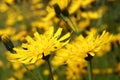 Hawkweed flowers Royalty Free Stock Photo