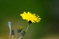 Hawkweed Royalty Free Stock Photo