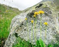 Hawkweed in the mountain Royalty Free Stock Photo