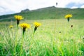 Hawkweed in the mountain Royalty Free Stock Photo