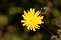 Hawkweed oxtongue Picris hieracioides