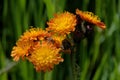 Hieracium aurantiacum; orange hawkweed near Davos Royalty Free Stock Photo